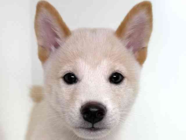 大阪府の柴犬(標準サイズ) (ひごペットフレンドリーイオンそよら海老江店/2025年7月4日生まれ/男の子/白)の子犬の1枚目の画像