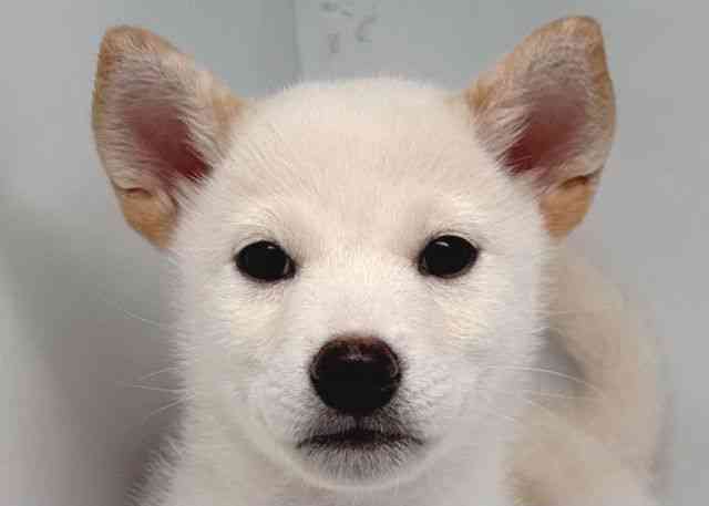 鳥取県の柴犬(標準サイズ) (ひごペットフレンドリーイオンモール鳥取北店/2025年7月4日生まれ/男の子/白)の子犬の1枚目の画像