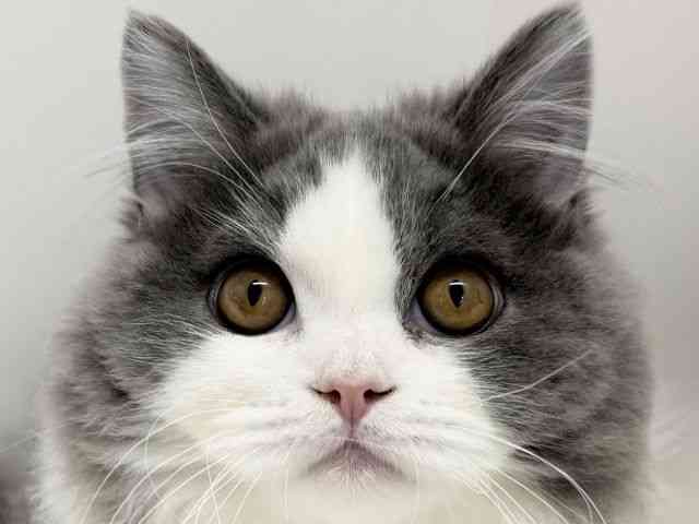 大阪府のマンチカン (ひごペットフレンドリーくずはモール店/2025年7月5日生まれ/男の子/ブルータビーホワイト)の子猫の1枚目の画像