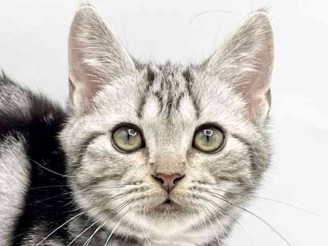 奈良県のアメリカンショートヘアー (ひごペットフレンドリートナリエ大和高田店/2025年7月6日生まれ/男の子/シルバータビー)の子猫の1枚目の画像