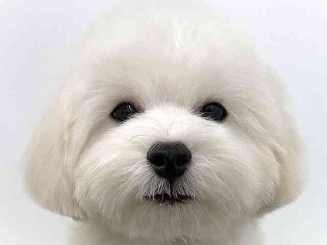 大阪府のハーフ犬・ミックス犬 (ひごペットフレンドリーベルファⅡ都島店/2025年7月4日生まれ/男の子/ホワイト)の子犬の1枚目の画像