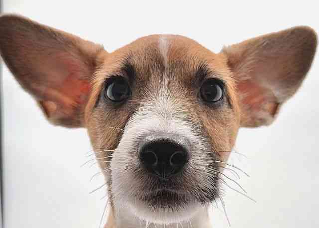 島根県のジャックラッセルテリア (ひごペットフレンドリーイオン松江ショッピングセンター店/2025年7月6日生まれ/男の子/タンホワイト)の子犬の1枚目の画像