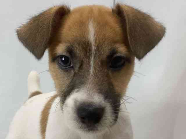 島根県のジャックラッセルテリア (ひごペットフレンドリーイオン松江ショッピングセンター店/2025年7月6日生まれ/男の子/タンホワイト)の子犬の1枚目の画像