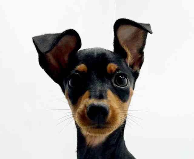 兵庫県のミニチュアピンシャー (ひごペットフレンドリーコロワ甲子園店/2025年7月4日生まれ/男の子/ブラックタン)の子犬の1枚目の画像