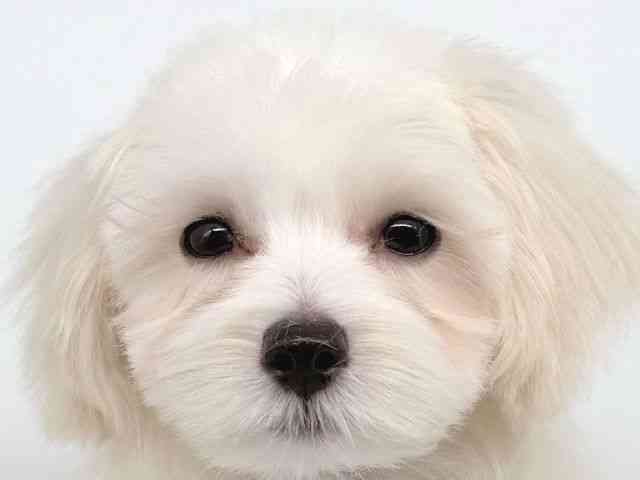 大阪府のハーフ犬・ミックス犬 (ひごペットフレンドリー瓜破店/2025年7月5日生まれ/女の子/クリーム)の子犬の1枚目の画像