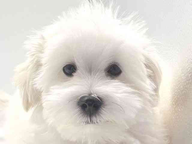 愛知県のハーフ犬・ミックス犬 (ひごペットフレンドリープライムツリー赤池店/2025年7月4日生まれ/男の子/ホワイト)の子犬の1枚目の画像