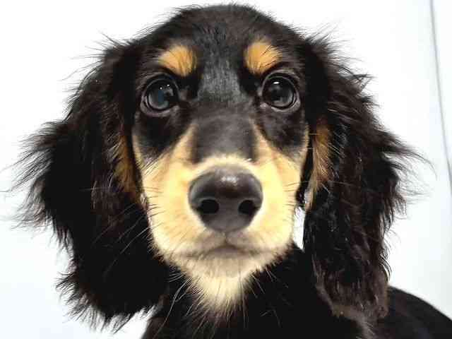 奈良県のミニチュアダックスフンド(ロング) (ひごペットフレンドリー奈良パワーシティ店/2025年7月6日生まれ/男の子/ブラックタン)の子犬の1枚目の画像