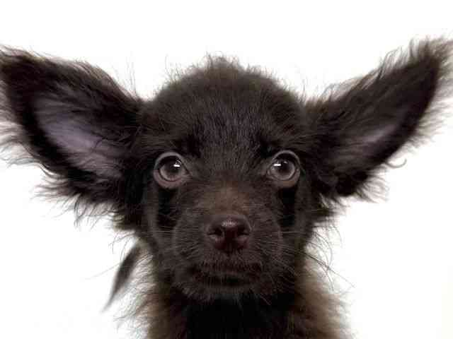 大阪府のチワプー/プーチー(チワワ×プードル) (ひごペットフレンドリーイオンそよら海老江店/2025年7月5日生まれ/男の子/ブラック)の子犬の1枚目の画像