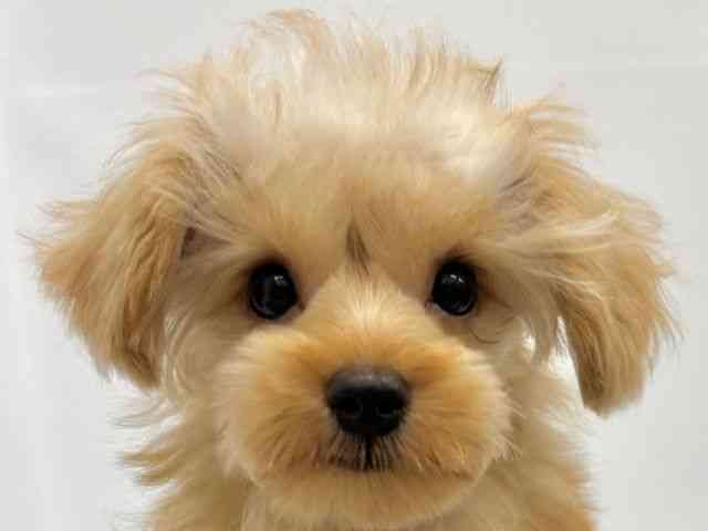 大阪府のハーフ犬・ミックス犬 (ひごペットフレンドリーイオンタウン茨木太田店/2025年7月5日生まれ/男の子/アプリコット)の子犬の1枚目の画像