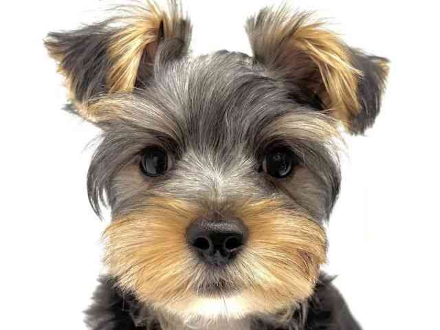 大阪府のヨークシャーテリア (ひごペットフレンドリーイオンタウン茨木太田店/2025年7月6日生まれ/男の子/スチールブルータン)の子犬の1枚目の画像