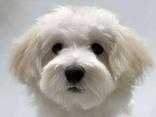 愛知県のハーフ犬・ミックス犬 (ひごペットフレンドリーヴィアモール アピタ江南西店/2025年7月4日生まれ/男の子/クリーム)の子犬の1枚目の画像