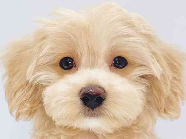 大阪府のマルプー(マルチーズ×プードル) (ひごペットフレンドリーイズミヤショッピングセンター千里丘店/2025年7月3日生まれ/男の子/クリーム)の子犬の1枚目の画像