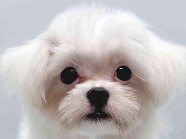 京都府のマルチーズ (ひごペットフレンドリー京都店/2025年7月5日生まれ/男の子/ホワイト)の子犬の1枚目の画像