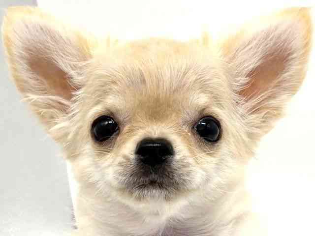 大阪府のチワワ(ロング) (ひごペットフレンドリーイオンタウン豊中庄内店/2025年7月3日生まれ/女の子/クリーム)の子犬の1枚目の画像