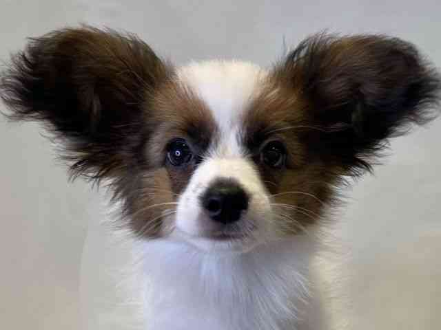 鳥取県のパピヨン (ひごペットフレンドリーイオンモール鳥取北店/2025年7月6日生まれ/男の子/ホワイトセーブル)の子犬の1枚目の画像