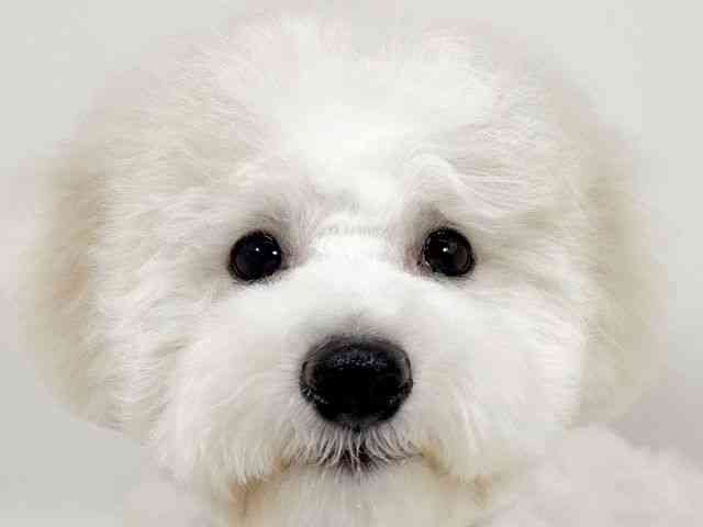 京都府のビションフリーゼ (ひごペットフレンドリーイズミヤショッピングセンター八幡店/2025年7月5日生まれ/男の子/ホワイト)の子犬の1枚目の画像