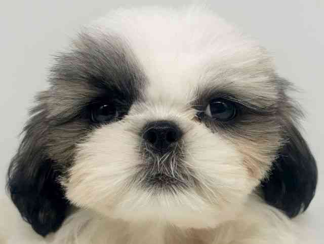 大阪府のシーズー (ひごペットフレンドリー瓜破店/2025年6月29日生まれ/男の子/ホワイトゴールド)の子犬の1枚目の画像