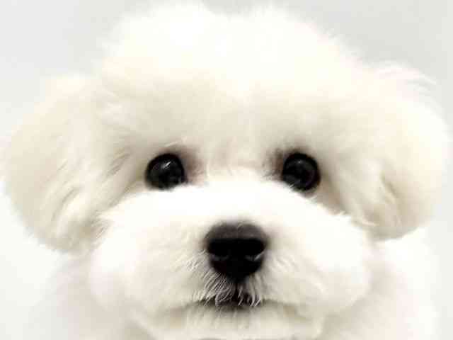 大阪府のビションフリーゼ (ひごペットフレンドリーイオンタウン豊中庄内店/2025年7月6日生まれ/男の子/ホワイト)の子犬の1枚目の画像