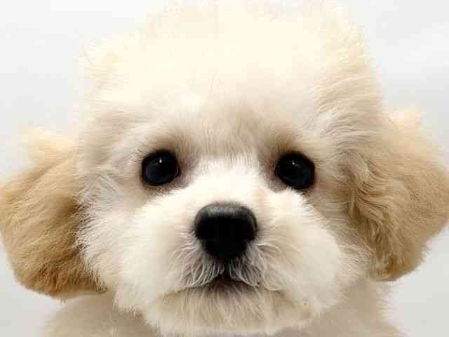 奈良県のトイプードル(トイ) (ひごペットフレンドリーイオンモール橿原ウエスト・ビレッジ店/2025年7月4日生まれ/男の子/クリーム)の子犬の1枚目の画像