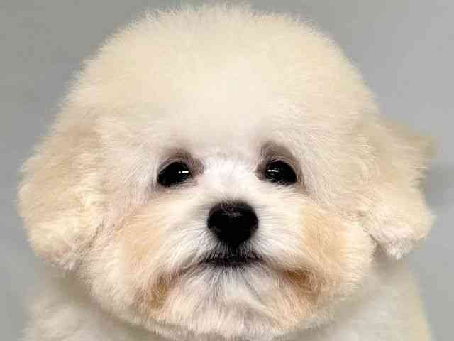 大阪府のチワプー/プーチー(チワワ×プードル) (ひごペットフレンドリーセブンパーク天美店/2025年7月5日生まれ/男の子/ホワイト)の子犬の1枚目の画像