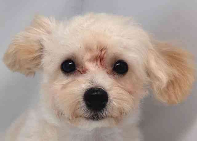 鳥取県のビションプー(ビションフリーゼ×プードル) (ひごペットフレンドリーイオンモール鳥取北店/2025年7月6日生まれ/女の子/クリーム)の子犬の1枚目の画像