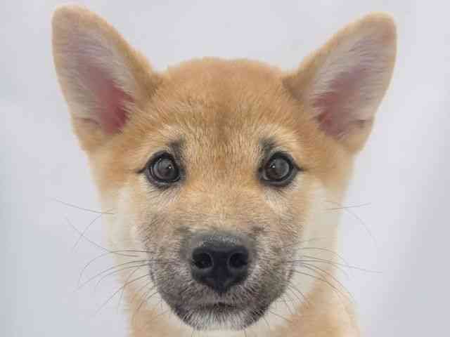 大阪府の柴犬(標準サイズ) (ひごペットフレンドリーイズミヤショッピングセンター千里丘店/2025年7月7日生まれ/男の子/赤)の子犬の1枚目の画像