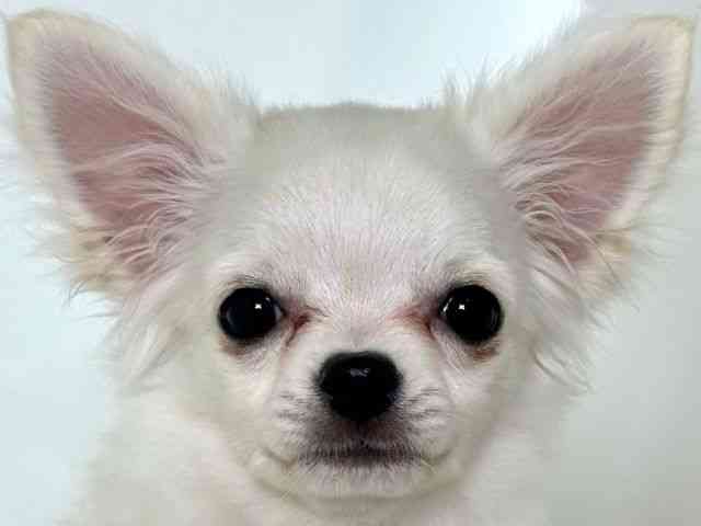 大阪府のチワワ(ロング) (ひごペットフレンドリーアクロスプラザ住之江店/2025年7月8日生まれ/女の子/ホワイト)の子犬の1枚目の画像