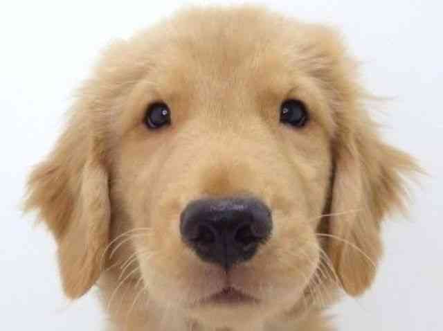 大阪府のゴールデンレトリバー (ひごペットフレンドリーいこらもーる泉佐野店/2025年7月7日生まれ/男の子/ゴールデン)の子犬の1枚目の画像