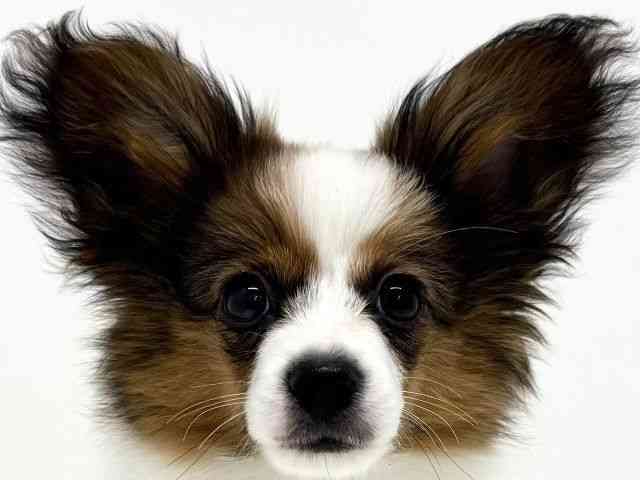 大阪府のパピヨン (ひごペットフレンドリーくずはモール店/2025年7月7日生まれ/男の子/ホワイトブラウン)の子犬の1枚目の画像