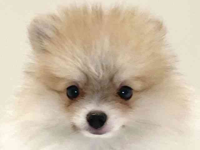 兵庫県のポメラニアン (ひごペットフレンドリーイトーヨーカドー明石店/2025年6月30日生まれ/男の子/パーティーカラー)の子犬の1枚目の画像