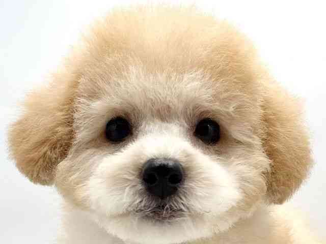 大阪府のトイプードル(トイ) (ひごペットフレンドリー東淀川店/2025年7月6日生まれ/女の子/アプリコット)の子犬の1枚目の画像