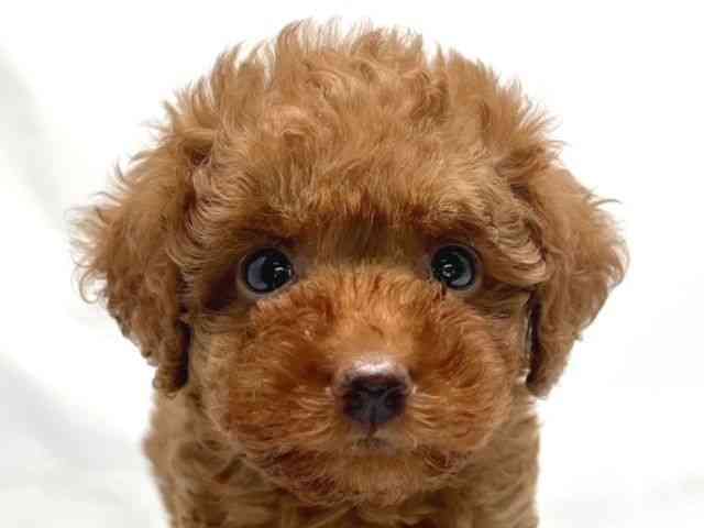 京都府のトイプードル(トイ) (ひごペットフレンドリー洛北阪急スクエア店/2025年7月6日生まれ/男の子/レッドフォーン)の子犬の1枚目の画像