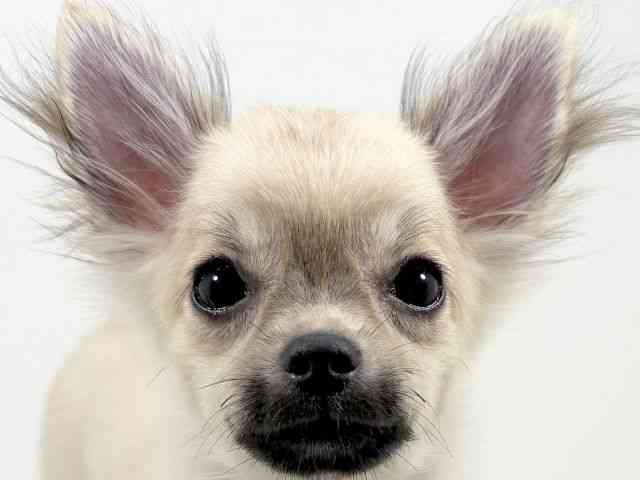 京都府のチワワ(ロング) (ひごペットフレンドリーイズミヤショッピングセンター八幡店/2025年7月8日生まれ/男の子/フォーン)の子犬の1枚目の画像