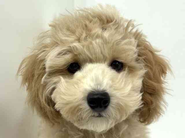 愛知県のマルプー(マルチーズ×プードル) (ひごペットフレンドリーイトーヨーカドー知多店/2025年7月9日生まれ/男の子/アプリコット)の子犬の1枚目の画像