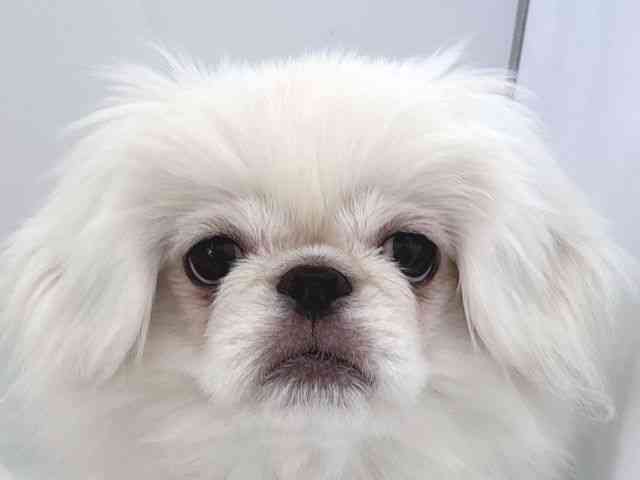 京都府のペキニーズ (ひごペットフレンドリー京都店/2025年7月8日生まれ/男の子/ホワイト)の子犬の1枚目の画像