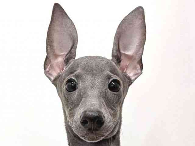 広島県のイタリアングレーハウンド (ひごペットフレンドリーゆめタウン廿日市店/2025年7月5日生まれ/男の子/ブルー)の子犬の1枚目の画像