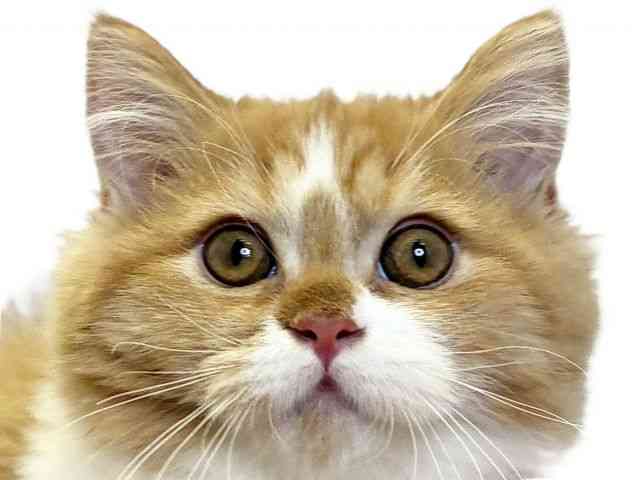 愛媛県のマンチカン (ひごペットフレンドリーエミフルMASAKI店/2025年7月10日生まれ/女の子/レッドタビーホワイト)の子猫の1枚目の画像