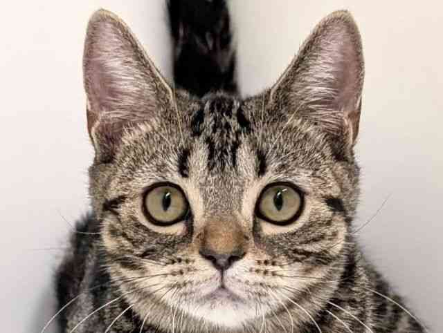 福岡県のアメリカンショートヘアー (ひごペットフレンドリーリバーウォーク北九州店/2025年7月11日生まれ/女の子/ブラウンタビー)の子猫の1枚目の画像