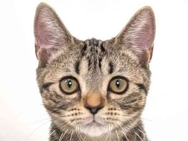 福岡県のアメリカンショートヘアー (ひごペットフレンドリーリバーウォーク北九州店/2025年7月11日生まれ/女の子/ブラウンタビー)の子猫の1枚目の画像