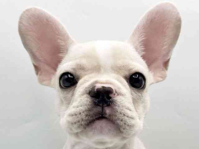 奈良県のフレンチブルドッグ (ひごペットフレンドリートナリエ大和高田店/2025年7月13日生まれ/女の子/クリーム)の子犬の1枚目の画像