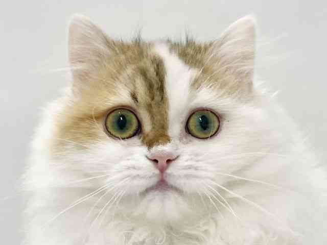 高知県のミヌエット (ひごペットフレンドリーイオンモール高知店/2025年7月6日生まれ/女の子/ブラウンタビーホワイト)の子猫の1枚目の画像