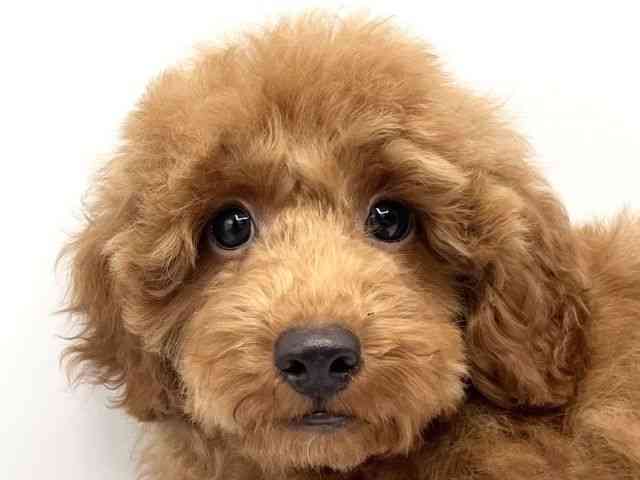 京都府のトイプードル(トイ) (ひごペットフレンドリーイオンモール高の原店/2025年7月13日生まれ/男の子/レッド)の子犬の1枚目の画像