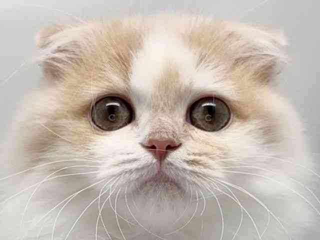 京都府のスコティッシュフォールド (ひごペットフレンドリー洛北阪急スクエア店/2025年7月12日生まれ/男の子/クリームホワイト)の子猫の1枚目の画像