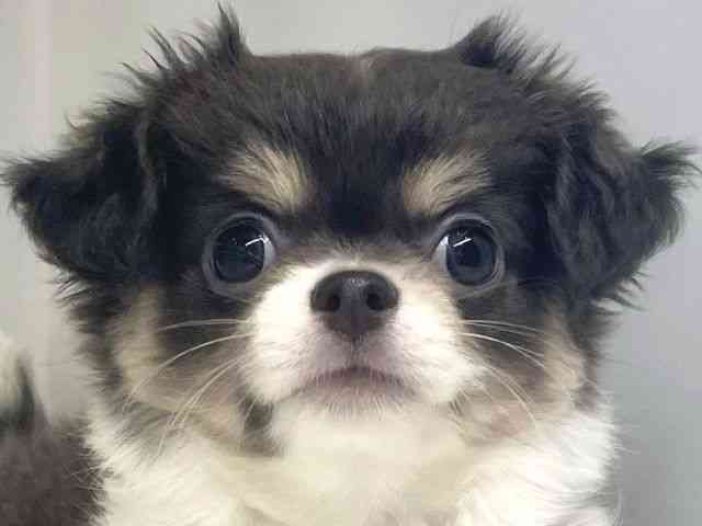 大阪府のチワワ(ロング) (ひごペットフレンドリーセブンパーク天美店/2025年7月12日生まれ/女の子/ブルータンホワイト)の子犬の1枚目の画像