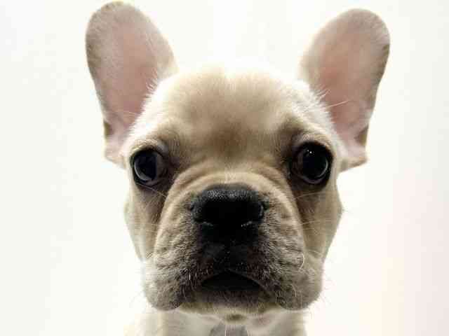 愛知県のフレンチブルドッグ (ひごペットフレンドリーららぽーと名古屋みなとアクルス店/2025年7月11日生まれ/男の子/クリーム)の子犬の1枚目の画像