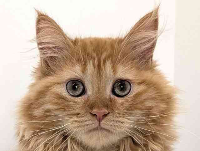 福岡県のメインクーン (ひごペットフレンドリーリバーウォーク北九州店/2025年7月13日生まれ/女の子/レッドタビー)の子猫の1枚目の画像