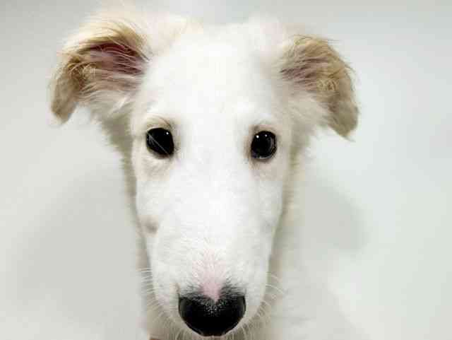 兵庫県のボルゾイ (ひごペットフレンドリーブルメールHAT神戸店/2025年7月11日生まれ/男の子/ホワイト)の子犬の1枚目の画像