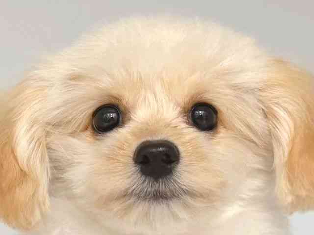 大阪府のハーフ犬・ミックス犬 (ひごペットフレンドリー岸和田店/2025年7月11日生まれ/女の子/クリーム)の子犬の1枚目の画像