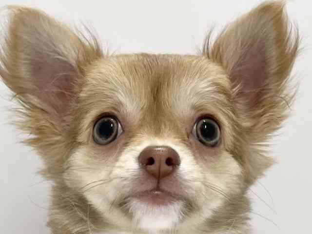 高知県のチワワ(ロング) (ひごペットフレンドリーイオンモール高知店/2025年7月13日生まれ/女の子/チョコレートフォーンホワイト)の子犬の1枚目の画像