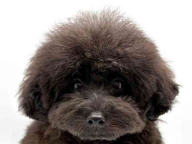 奈良県のトイプードル(トイ) (ひごペットフレンドリー田原本店/2025年7月13日生まれ/男の子/ブラック)の子犬の1枚目の画像